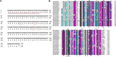 Functional Analysis of the Chemosensory Protein MsepCSP8 From the Oriental Armyworm Mythimna separata